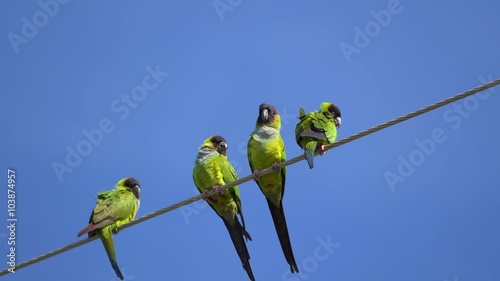 The nanday parakeet Aratinga nenday also known as the black-hooded parakeet or nanday conure perched on an electric wire. Wild birds of Florida.