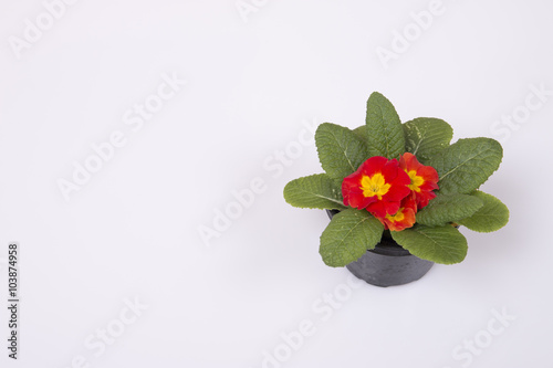 isolated primroses pot