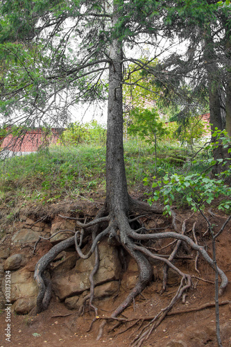 Northern tree rooted in the rocks. Strong roots of the trees. Karelian trees. Strong root system of the pine tree. 