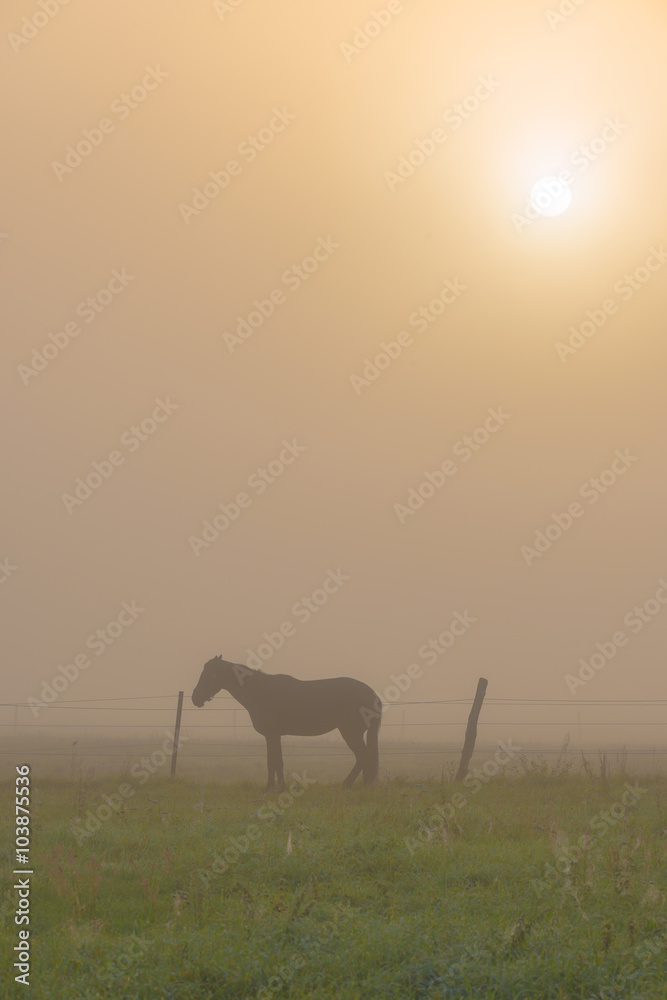 Pferd im Morgennebel zum Sonnenaufgang Pferd im Morgennebel zum Sonnenaufgang