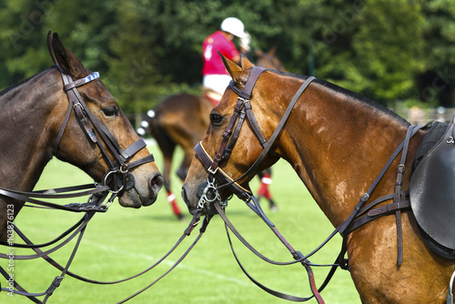 Two horses waiting at a polo game