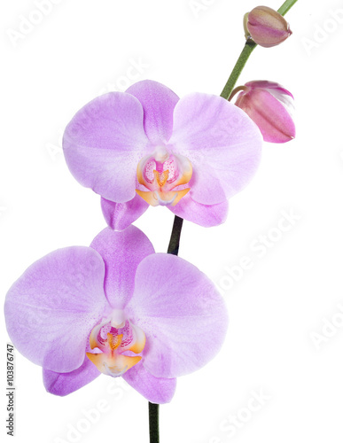 Orchid phalaenopsis pink isolated
