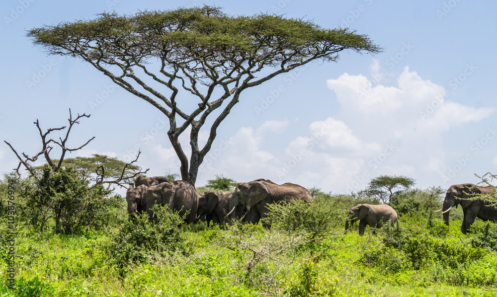 mother and baby elephant catching up with it's herd of elephants standing under an Acacia tree on the Serengeti Savannah landscape
