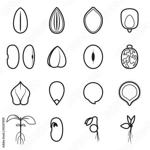 Seed icon set, which represents the most common types of crop seeds such as beans, buckwheat, wheat, sunflower, pumpkin, castor, soy etc. Vector illustration photo