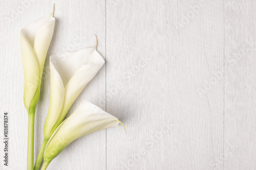 Slika na platnu Elegant spring flower, calla lily