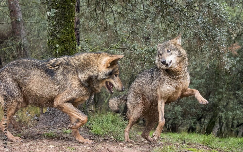 Obraz premium Couple of wolves flirting