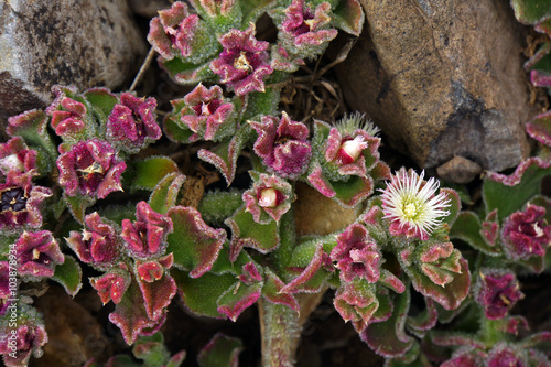 Kristall-Mittagsblume (Mesembryanthemum crystallinum) photo