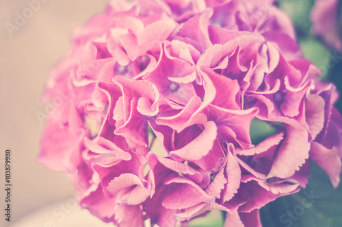 hydrangea close-up in vintage style. Hydrangea for the background. Selectiv focus.  Vintage effect