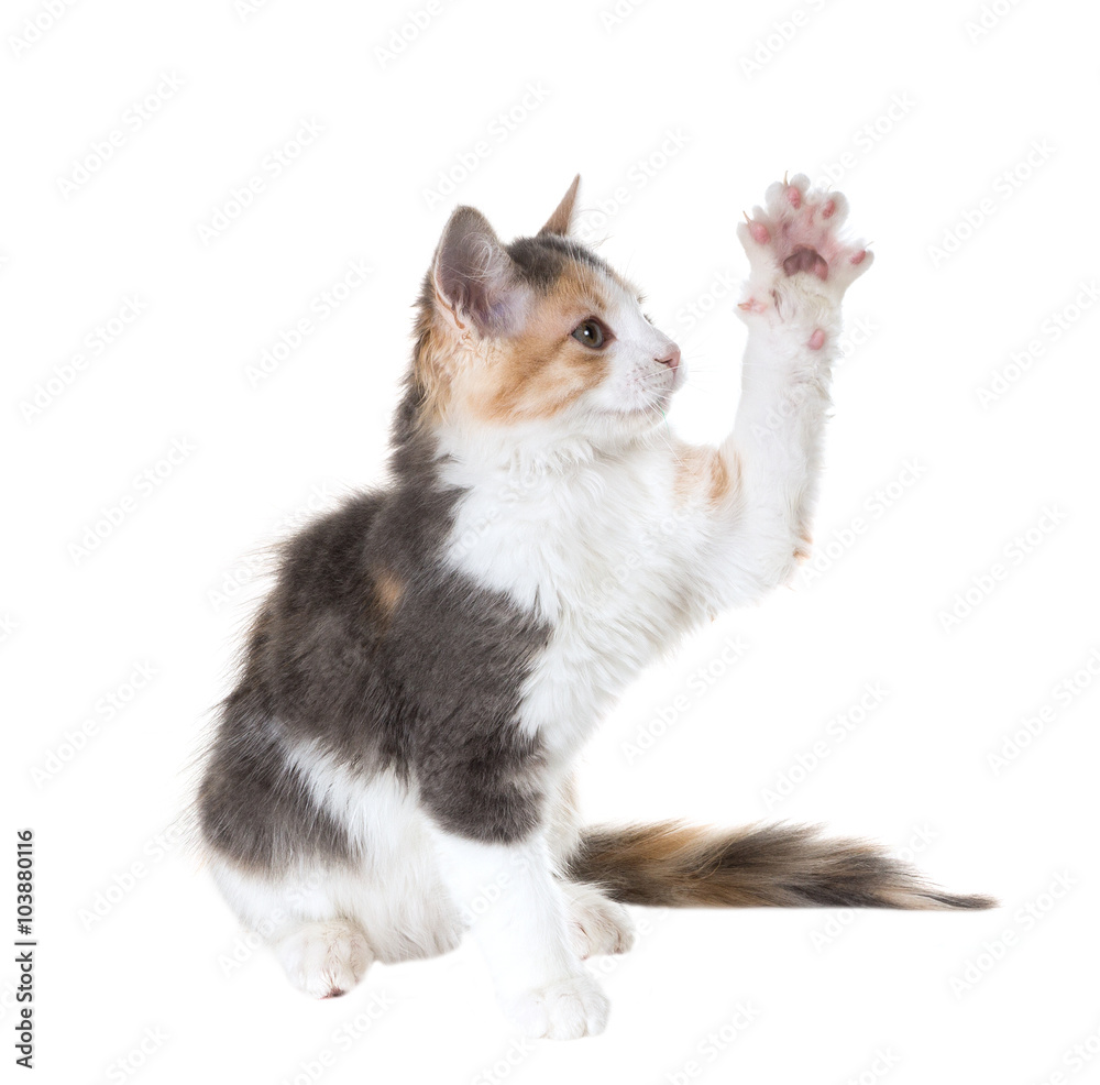 Three-colored cat with one paw raised