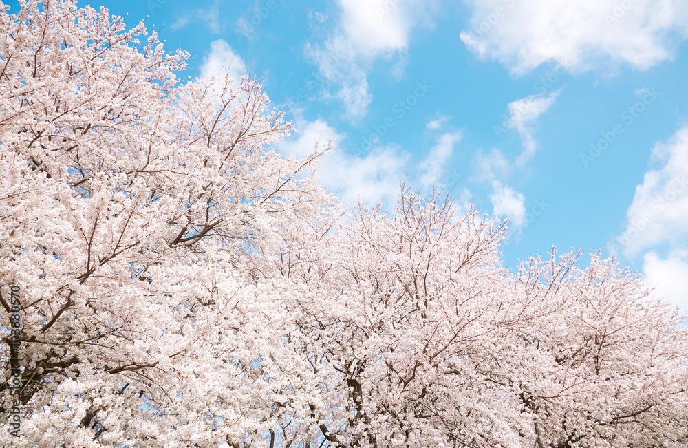 満開の桜　染井吉野