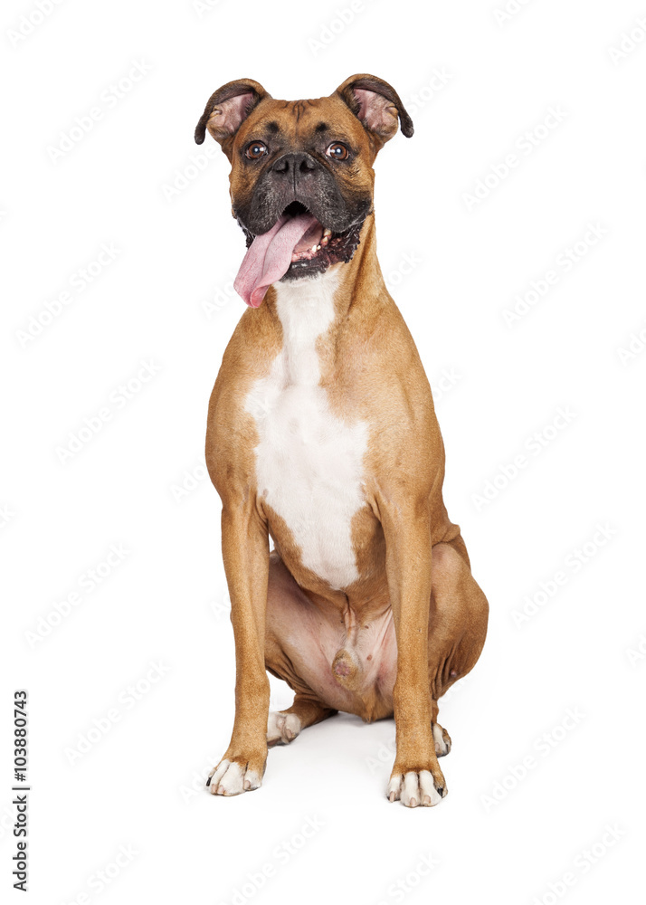 Boxer Dog Sitting Tongue Out