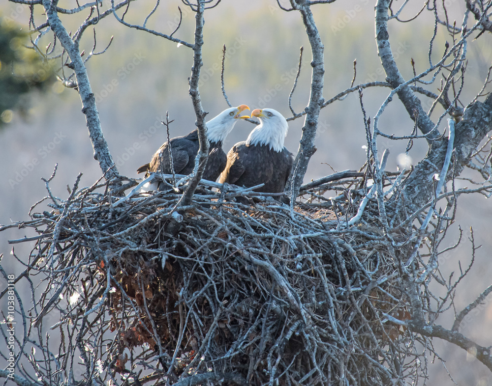 Fototapeta premium Bald Eagles on the Nest