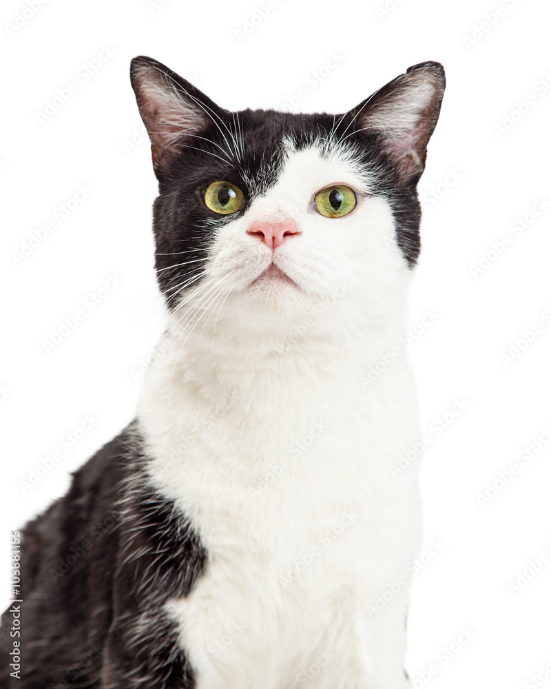 Portrait Black and White Tuxedo Cat