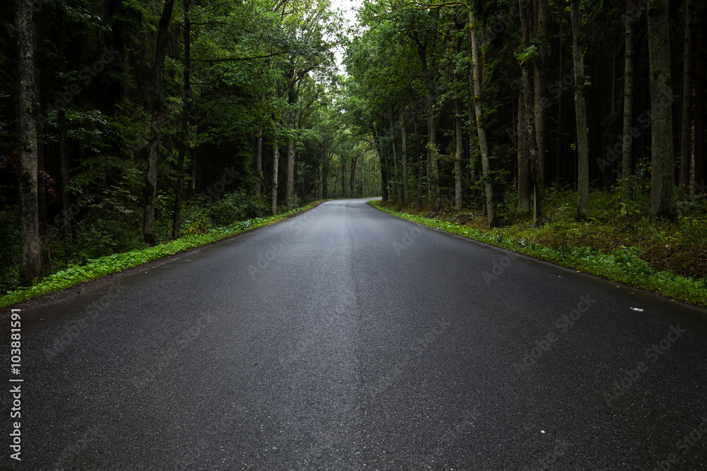 Empty forest road