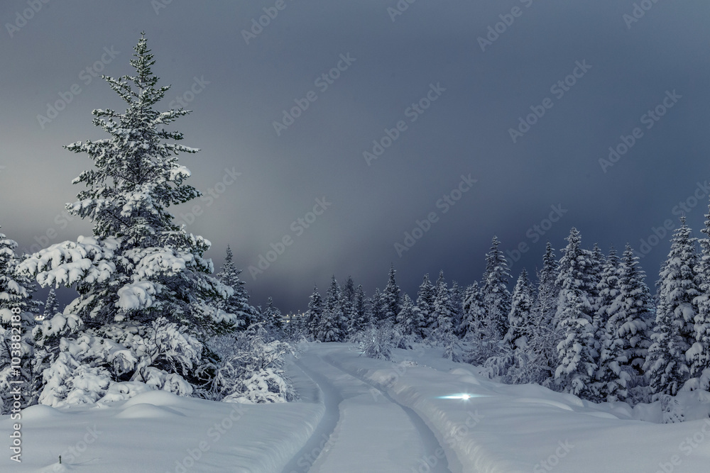 Fototapeta premium Winter wonderland