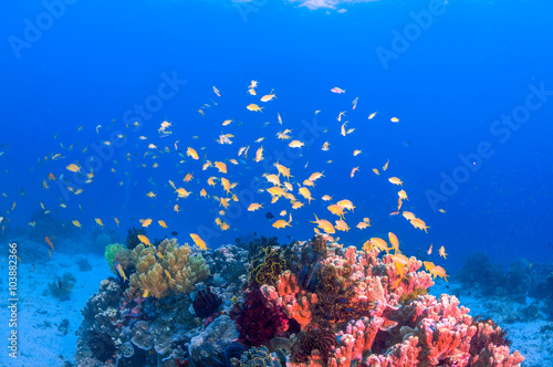 Fototapeta Naklejka Na Ścianę i Meble -  School of colorful fish on coral reef in ocean