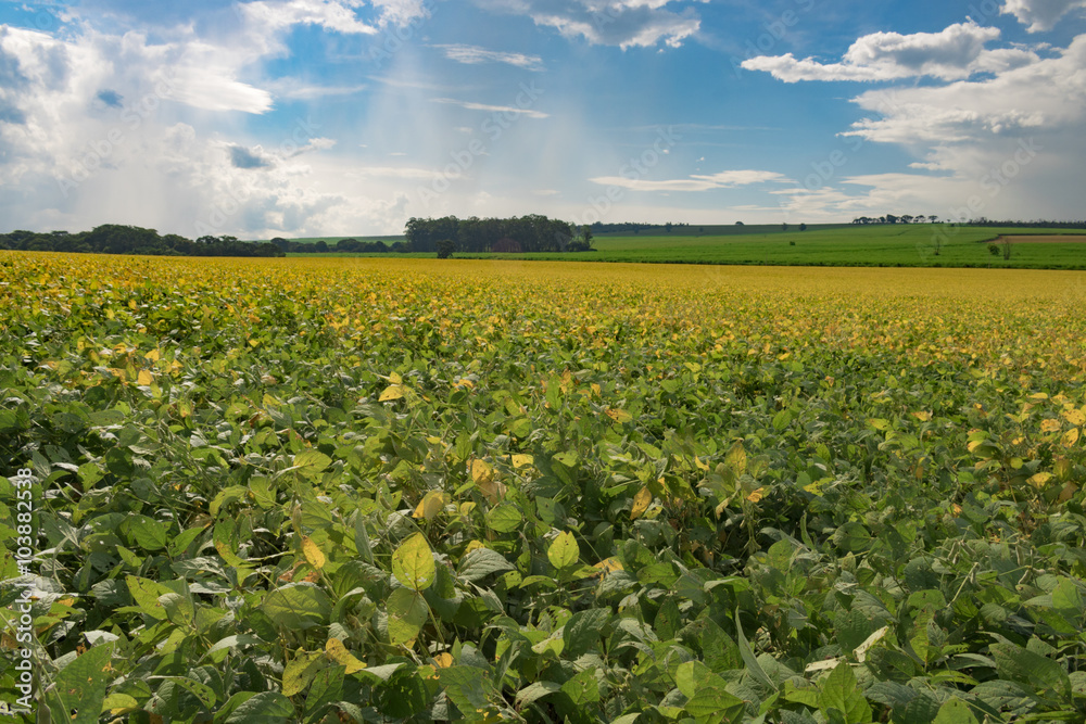 Yellow green soy field plantation at summer day