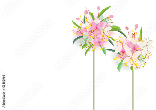 two pink flowers ball bouquet on white background,vector illustration