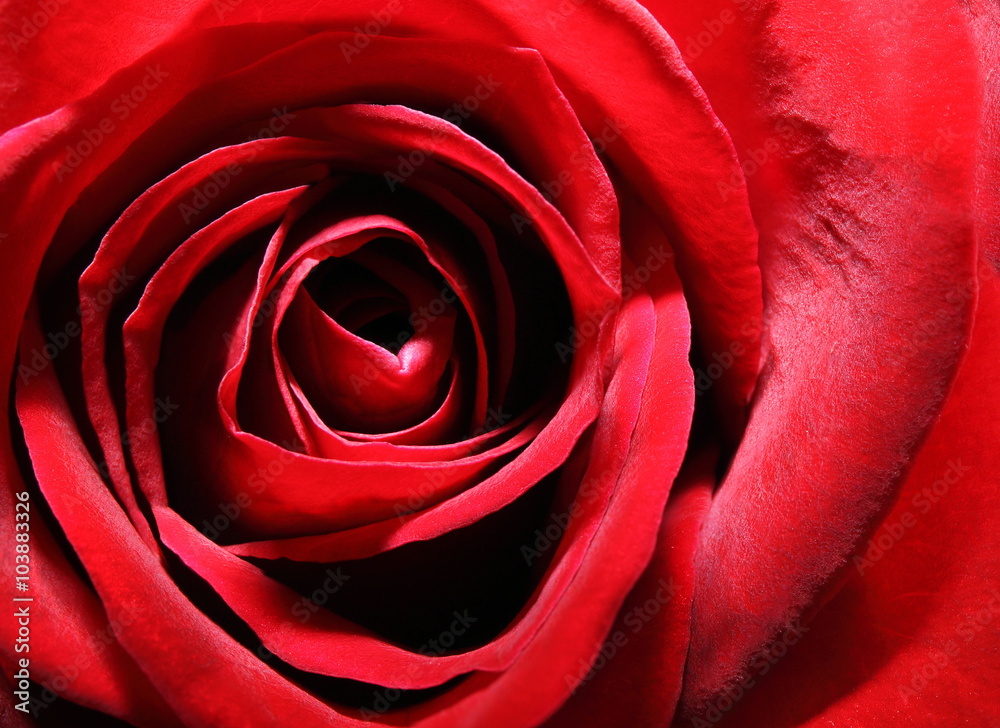 Rose - Macro Shot of Red Rose Rose - Macro Shot of Red Rose