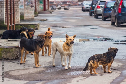 Stray dogs on street