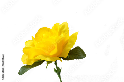 rose yellow