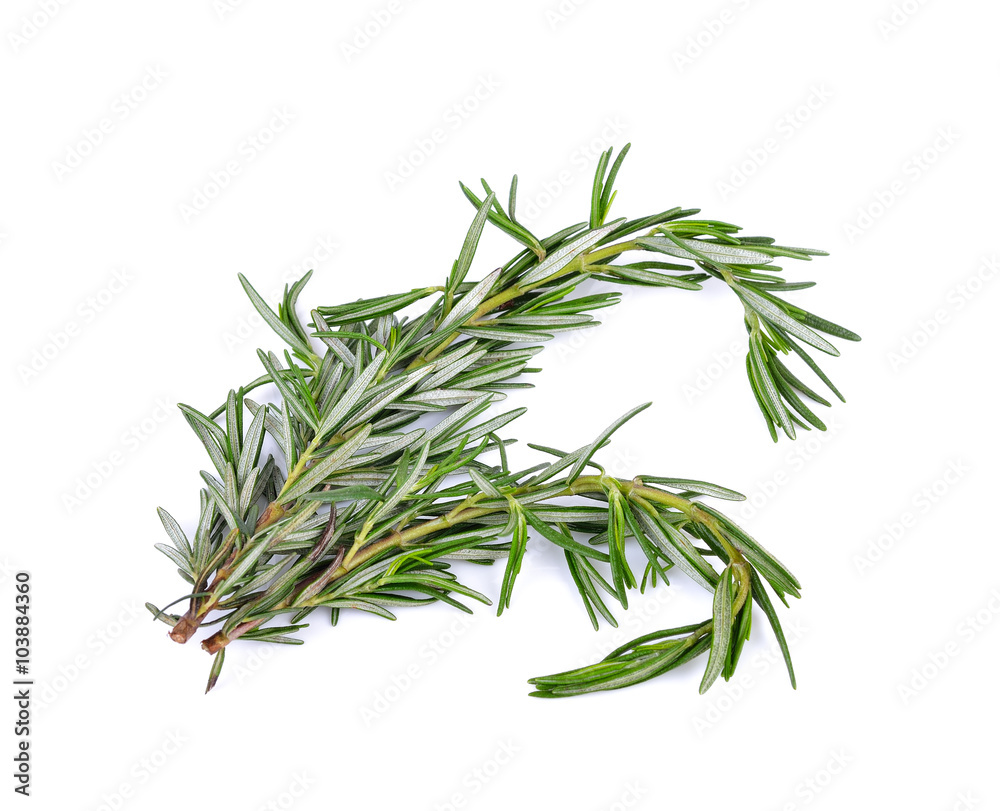 Fototapeta premium Rosemary on white background