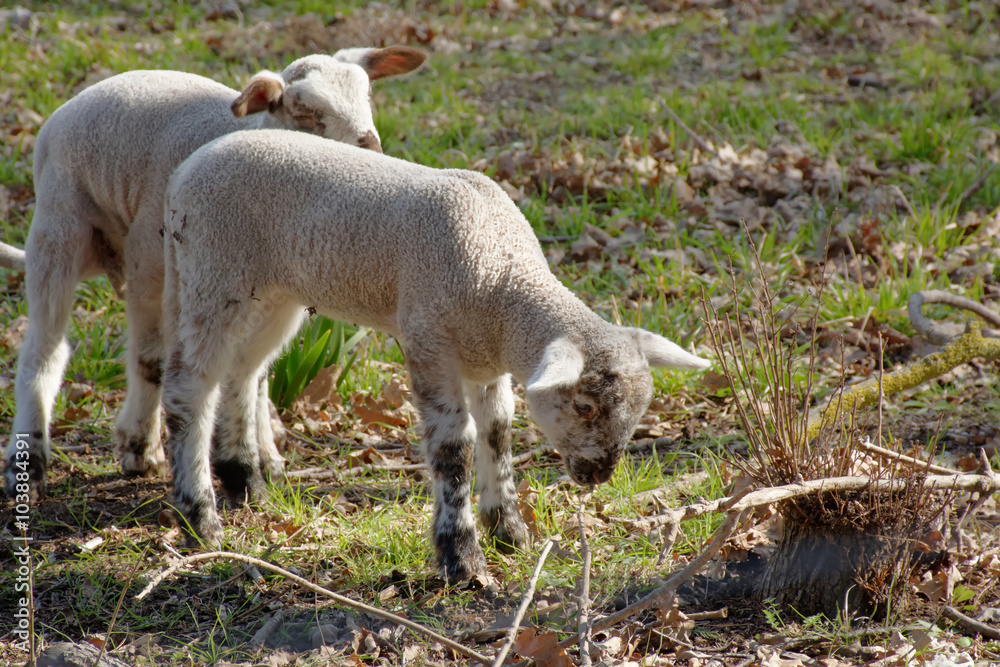 Obraz premium Agneaux