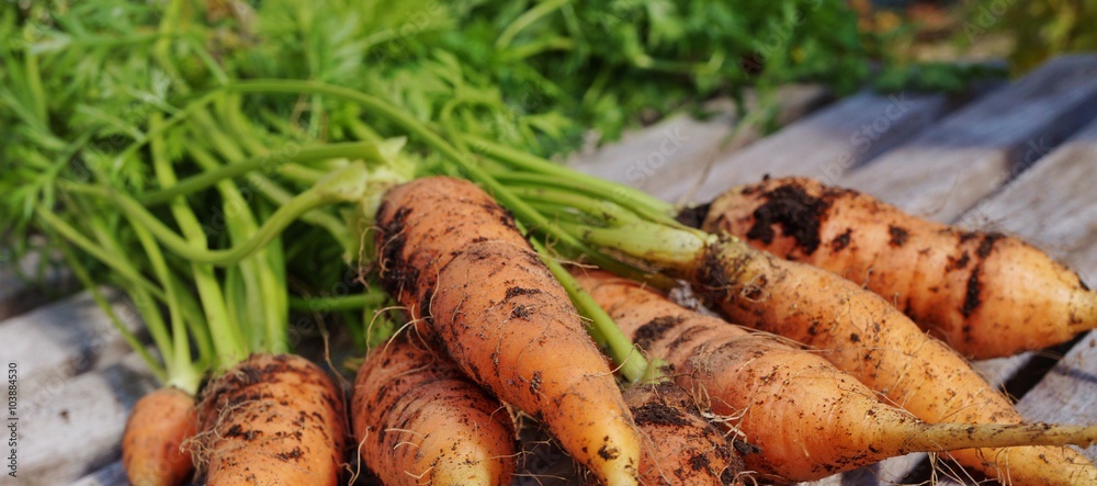 Freshly dug carrots with soil and fronds still attached Freshly dug carrots with soil and fronds still attached