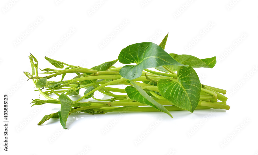 Water spinach , Morning Glory on white background Water spinach , Morning Glory on white background