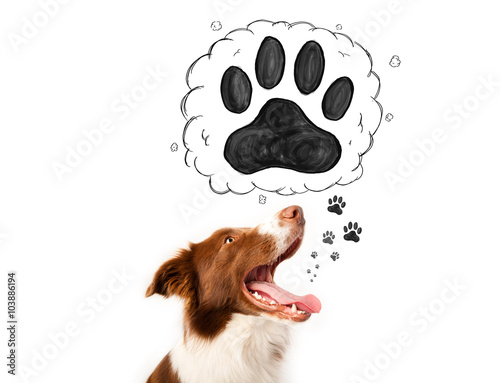 Fototapeta Naklejka Na Ścianę i Meble -  Cute border collie with paw above her head