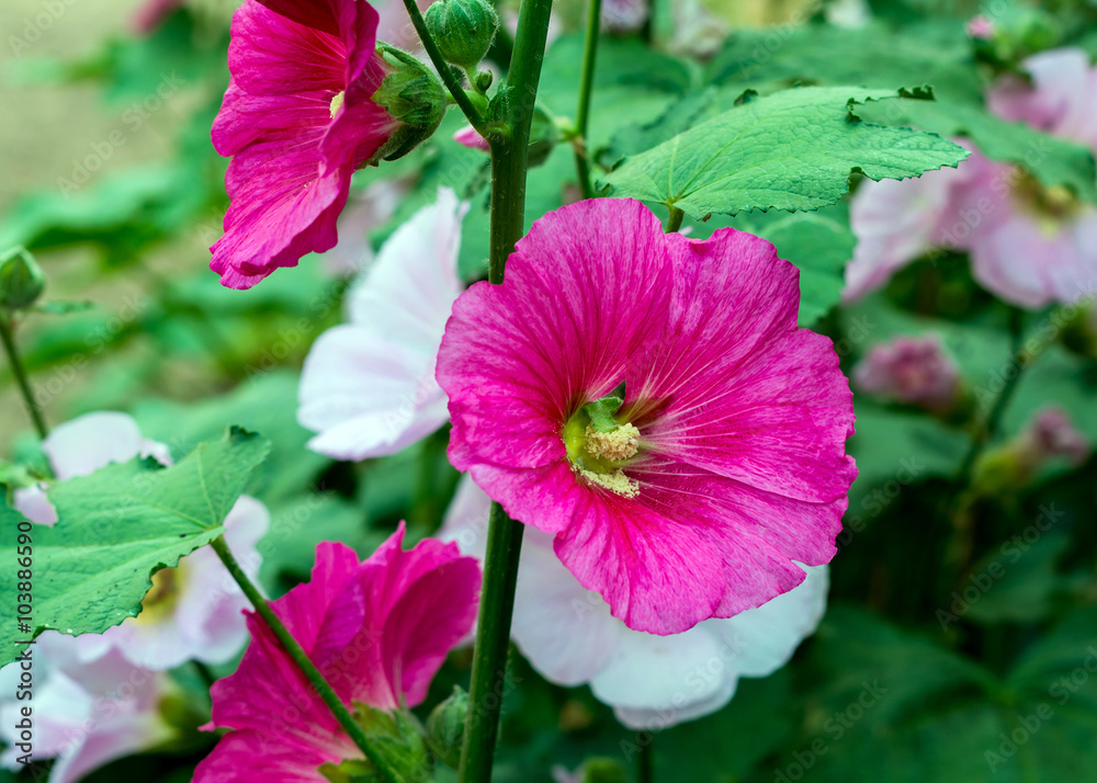 hollyhock flower hollyhock flower
