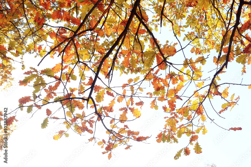 Autumn background with yellow leaves on the trees, blurred Autumn background with yellow leaves on the trees, blurred