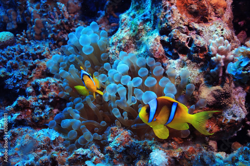 anemone fish, clown fish, underwater photo