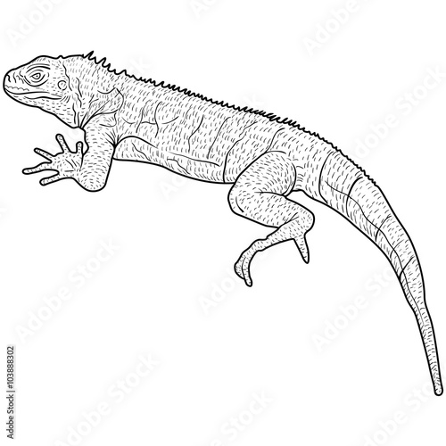 Lizard is goanna silhouette on a white background. Vector illustration