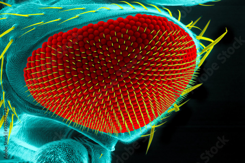 Drosophila eye photo