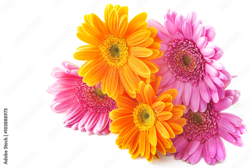 ガーベラの花束 ガーベラの花束
