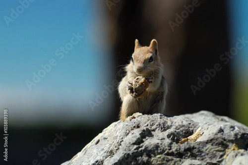 Golden mantled squirrel eating on a stone. Nature of Central Oregon.
