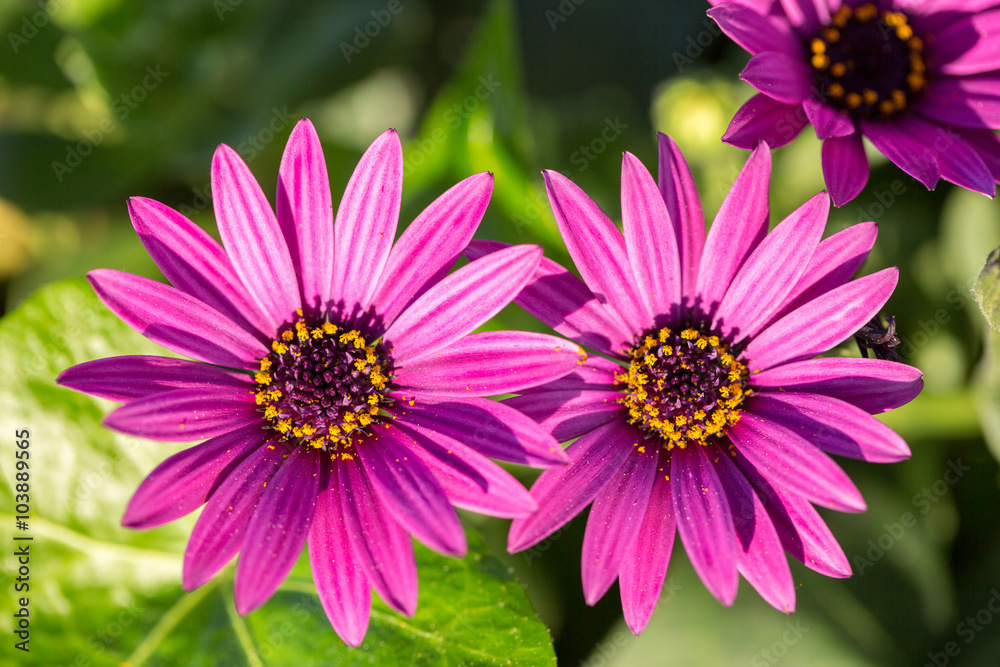 Michaelmas Daisy flowers Michaelmas Daisy flowers