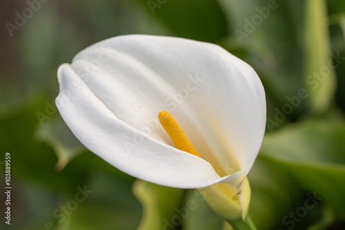 Fototapeta Naklejka Na Ścianę i Meble -  Calla Lily (Arum-lily) inflorescence and spathe. Santa Clara County, California, USA.