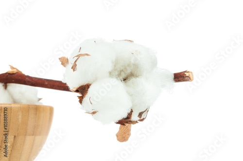 Cotton twig on white background