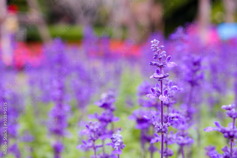 Obraz premium Lavender