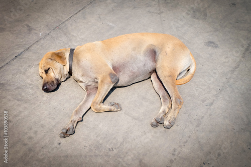 Brown dog lying on the concrete road.