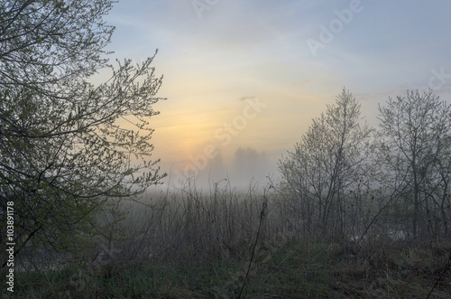 Misty spring landscape