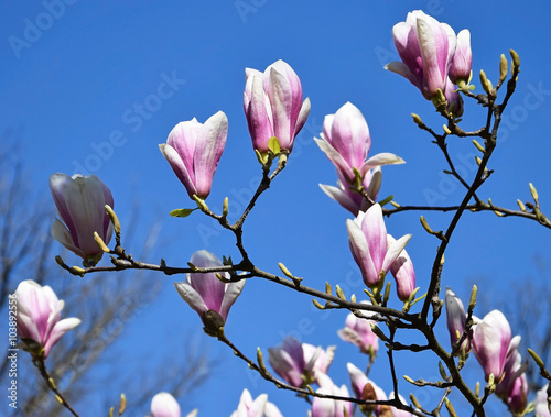 Flowers of the tulip tree photo