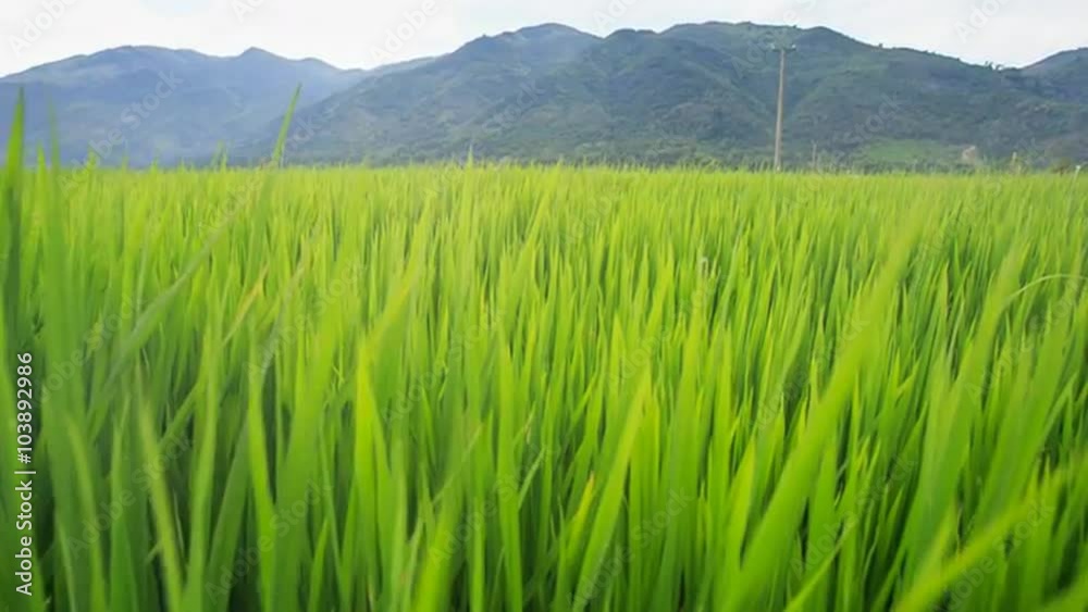 Closeup Wind Shakes Green Rice Stems on Field against Hills Closeup Wind Shakes Green Rice Stems on Field against Hills