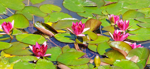 Acrylglasbilder Wasserlilien Rosa Seerosenblüten im Gartenteich  © alinamd