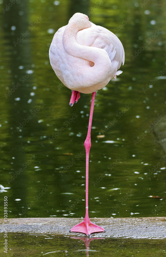 Fototapeta premium Rosa Flamingo