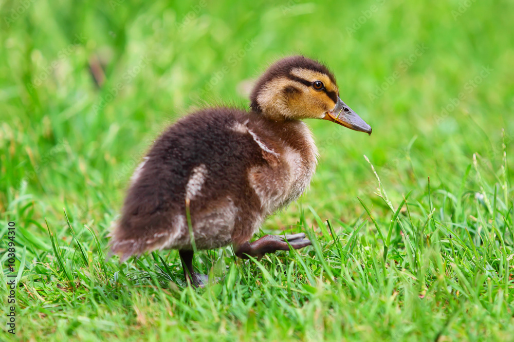 duckling duckling
