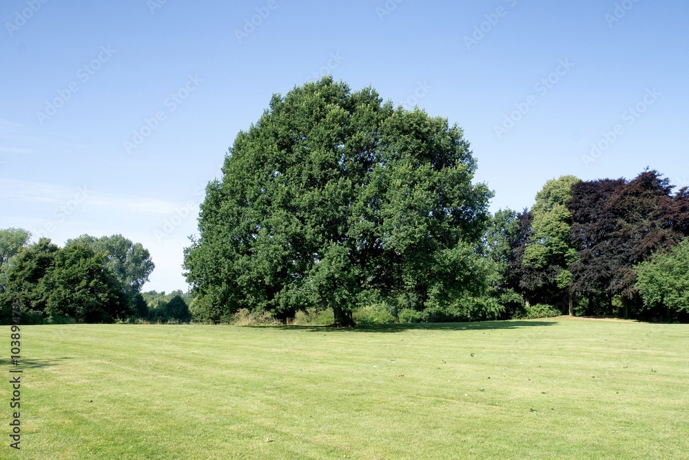 Summer Park view on trees Summer Park view on trees