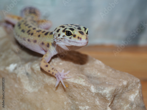 Little leopard gecko on a stone. close up
